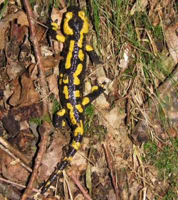 salamandra.jpg