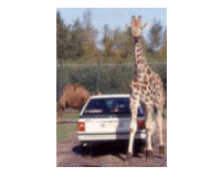 safari06.gif