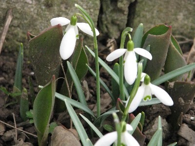 Przebisniegi za za nimi juz wychodza z ziemi tulipany!