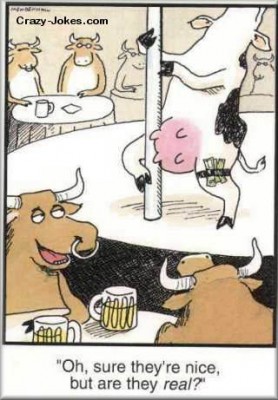 funny-cow2.jpg