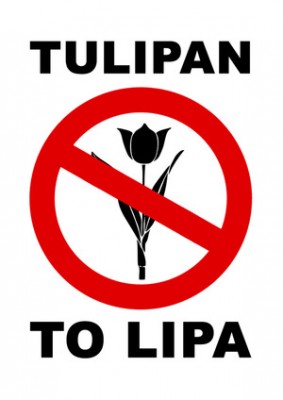 tulipan-to-lipa